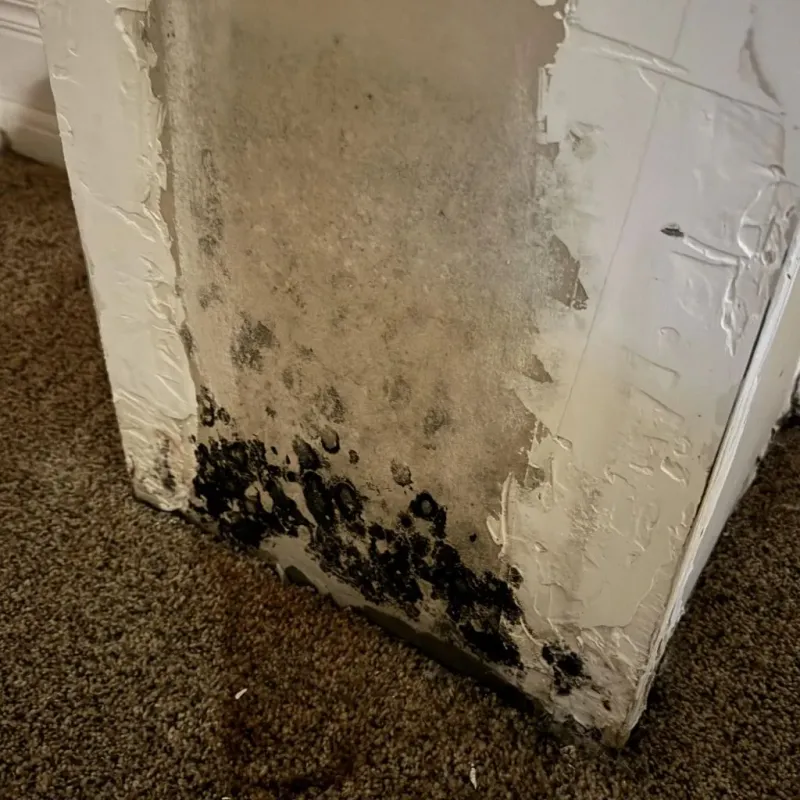 Professional Mold Removal in Ridgetop, TN